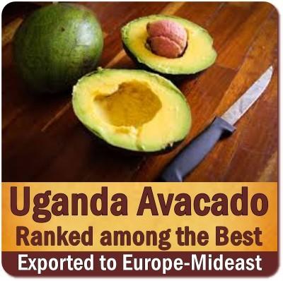 Discover Uganda-the Tropical Fruit Basket of Africa on Safari