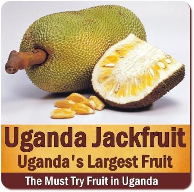 Discover Uganda-the Tropical Fruit Basket of Africa on Safari