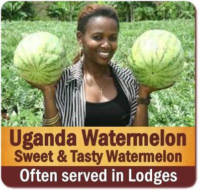 Discover Uganda-the Tropical Fruit Basket of Africa on Safari