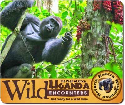 8 - Incredible Wild Encounters in Uganda Gorillas-Chimpanzees-Wildlife