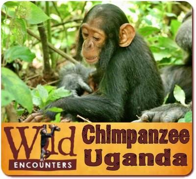 8 - Incredible Wild Encounters in Uganda Gorillas-Chimpanzees-Wildlife