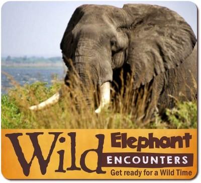 8 - Incredible Wild Encounters in Uganda Gorillas-Chimpanzees-Wildlife