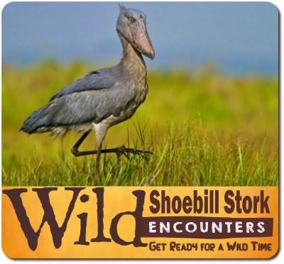 Mabamba Swamp The Best Place For Seeing Shoebill Storks