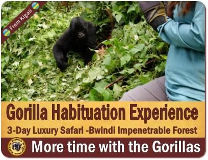 Luxury Private Gorilla Safaris in Uganda with Kabiza Wilderness Safaris