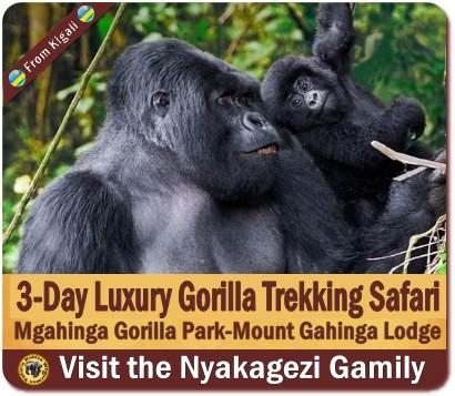 Luxury Private Gorilla Safaris in Uganda with Kabiza Wilderness Safaris