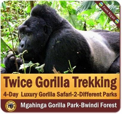 Luxury Private Gorilla Safaris in Uganda with Kabiza Wilderness Safaris