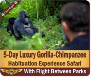 Why Fly into Rwanda and Trek Gorillas in Uganda is your best Option