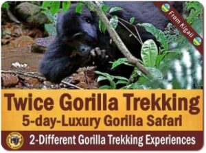 Why Fly into Rwanda and Trek Gorillas in Uganda is your best Option