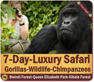 Luxury Private Gorilla Safaris in Uganda with Kabiza Wilderness Safaris