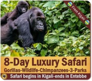 Why Fly into Rwanda and Trek Gorillas in Uganda is your best Option