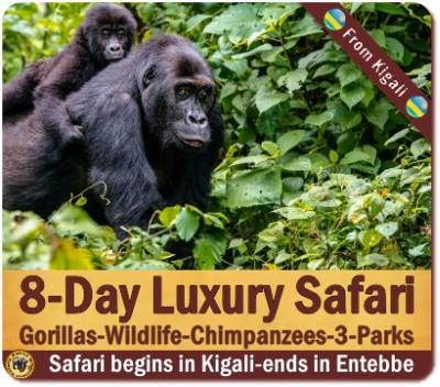 Luxury Private Gorilla Safaris in Uganda with Kabiza Wilderness Safaris