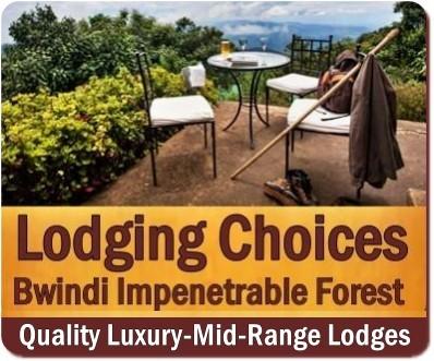 Top Lodging Choices in Bwindi Impenetrable Forest