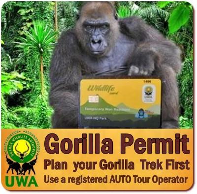 How to Get a Gorilla Permit in Uganda