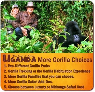 more Gorilla Trekking Choices and Options