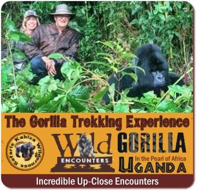 7-Day Luxury Twice-Gorilla Trekking -Hiking Safari in Bwindi Forest