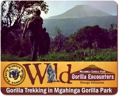 Incredible Gorilla Trekking Safaris in Mgahinga Gorilla Park in Uganda