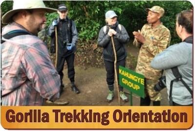 3 Day Luxury Fly-In Gorilla Trekking Safari-Bwindi Forest