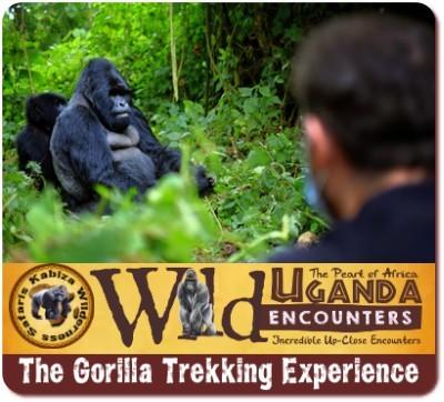 Luxury 8-Day Fly-In Gorilla-Chimpanzee-Wildlife Safari in Uganda