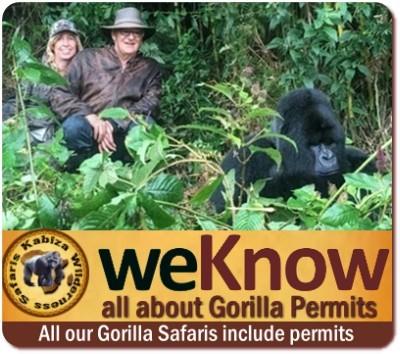 Know the Mountain Gorillas of Uganda Information and Background