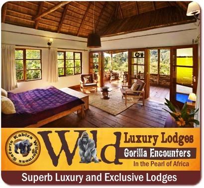 Best Luxury Gorilla Trekking Lodges in Bwindi Impenetrable Forest