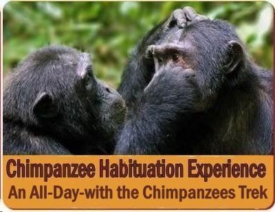 Practical Chimpanzee Trekking Information - Tips and Advice