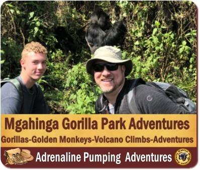 Golden Monkey Habituation Experience - Mgahinga Gorilla National Park