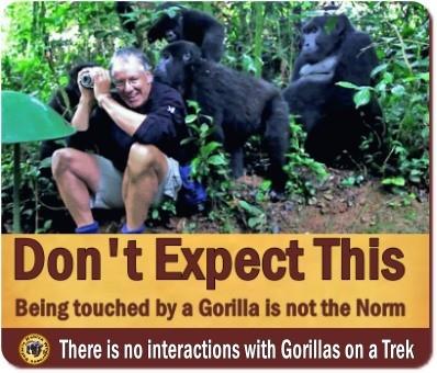 8-Things You Never Knew About Gorilla Trekking-The Reality versus the Myths