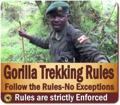 Is it safe to Track Gorillas in Uganda in 2024