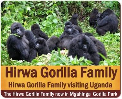 Things to do and see in Mgahinga Gorilla Park in Uganda