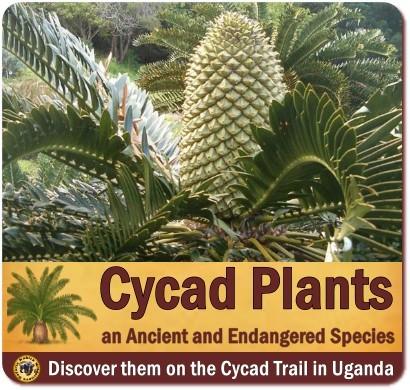 The Cycad Trail in the Mpanga River Gorge-Best Cycad Location in Africa