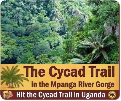 The Cycad Trail in the Mpanga River Gorge