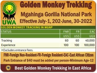 Golden Monkey Habituation Experience - Mgahinga Gorilla National Park