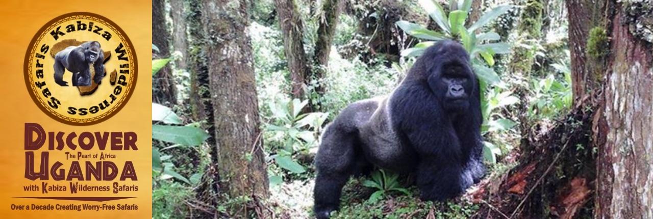 Value+ Midrange 3-Day Gorilla Trekking Safari in Bwindi Impenetrable Forest