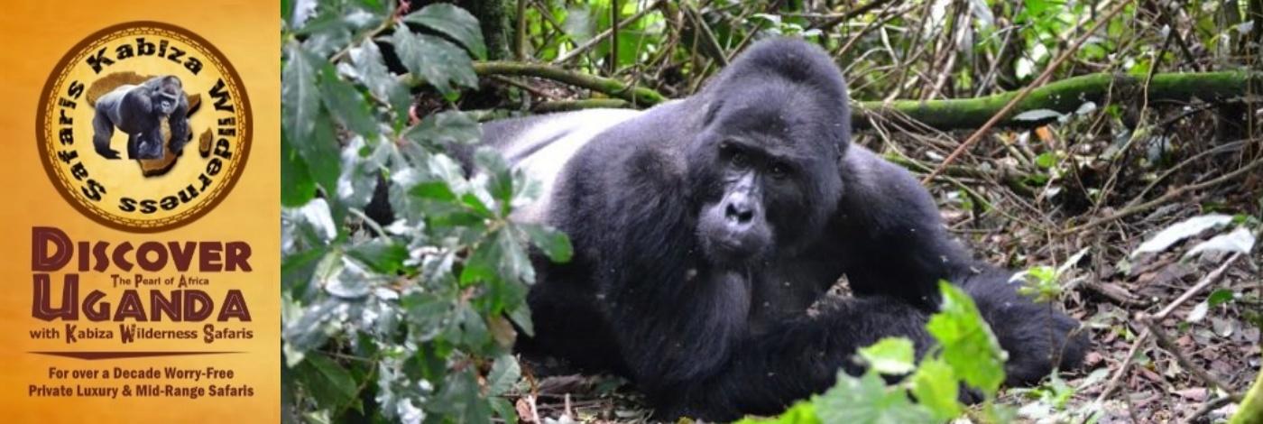 Value+ Midrange 3-Day Gorilla Trekking Safari in Rushaga-Bwindi Forest