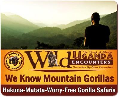 Choosing the Gorilla Family to Trek in Uganda - the Deciding Factors