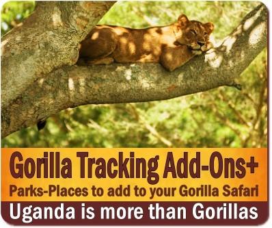 Gorilla Trekking Safari Add-ons