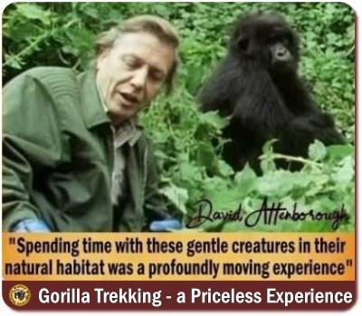 Know the Mountain Gorillas of Uganda Information and Background