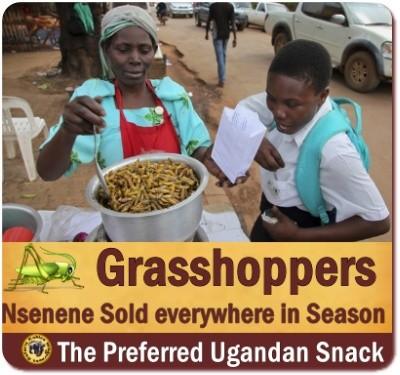 Nsenene - Grasshoppers are a Ugandan Food Delicacy