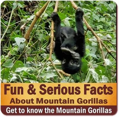 10-Fun and Serious Facts about Mountain Gorillas