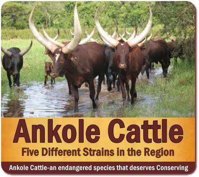 Ankole Cows in Uganda–Rwanda –the Cattle of Kings and Presidents