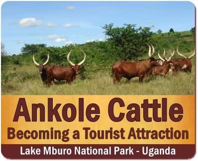 38-Incredible Things to Do in Uganda on a Safari in the Pearl of Africa