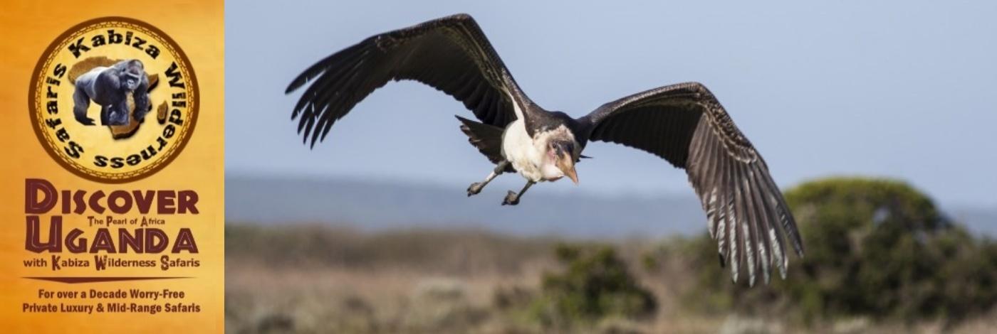 The Marabou Stork is the Unofficial National Bird of Uganda