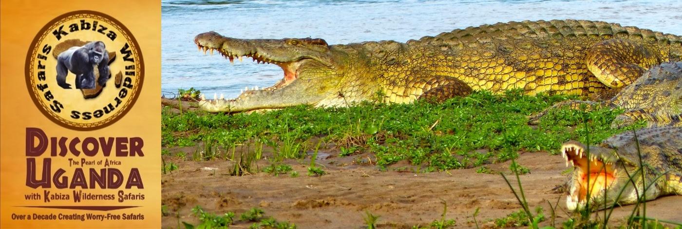 The Reptiles found in Uganda on Safari