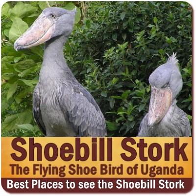 Elusive - Ancient Appearing Shoebill of Uganda