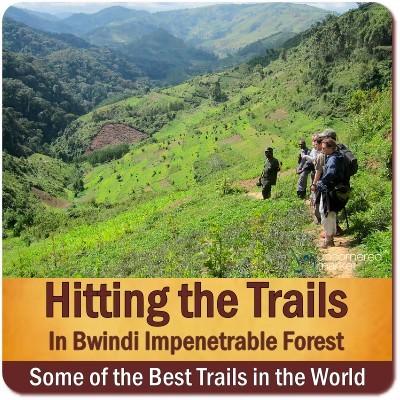 Bwindi Impenetrable Forest Hiking Trails