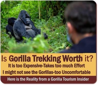 Gorilla Trekking is an incredible Encounter with the largest of great Apes