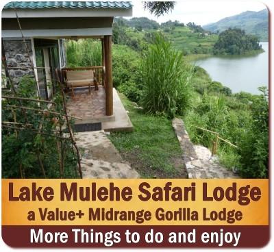 Top Lodging Choices in Bwindi Impenetrable Forest