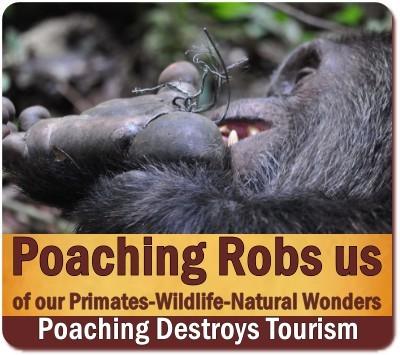 Tourism reduces Poaching in the National Parks of Uganda