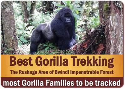 Rushaga is the Best Area for Gorilla Trekking in Bwindi Impenetrable Forest