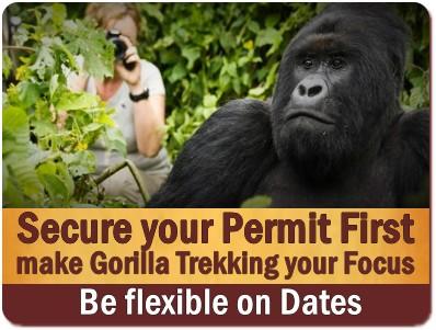 Comparing Gorilla Trekking in Uganda with Rwanda and DR Congo